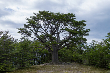 Fototapeta na wymiar Isolated tree from Tierra Del Fuego National Park, Argentina