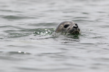 Obraz premium Harbor Seal Pup, Phoca vitulina, swimming on a summer morning, Muscongus Bay, Maine