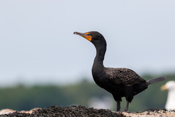 Double-crested Cormorant, Phalacrocoracidae, closeup standing on seaweed covered rock on a summer morning in Maine
