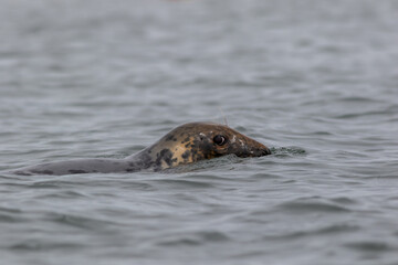 Fototapeta premium Harbor Seal Pup, Phoca vitulina, swimming on a summer morning, Muscongus Bay, Maine
