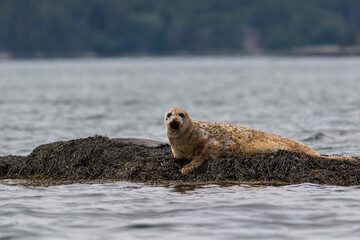Fototapeta premium Harbor Seal Pup, Phoca vitulina, hauling on a rock on a summer morning, Muscongus Bay, Maine