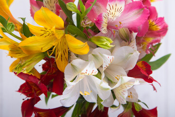 Alstroemeria closeup. Different color and shape lily flowers on white background. Selective focus