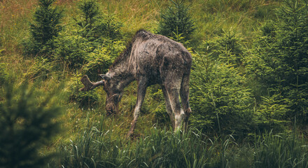 Close up of a moose in the vast forests of Sweden