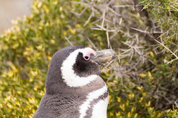 Magellanic penguin close up. Punta Tombo penguin colony, Patagonia