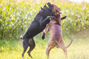 dogs playing and hugging