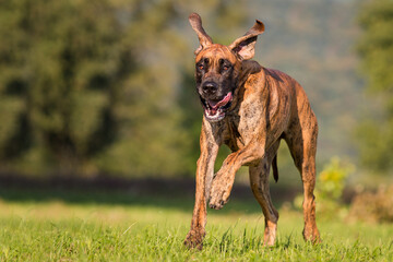 brindle great dane running with tongue out