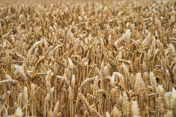 Golden wheat field ready for harvest in Skane, Sweden. Selective focus.