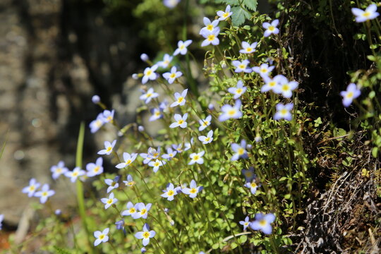 Macro shot of flowering bluets with moss surrounding them, over a blurry background