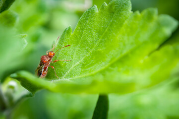 Macro world