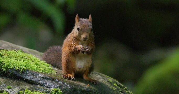 Beautiful red squirrel eating food at stone in the water