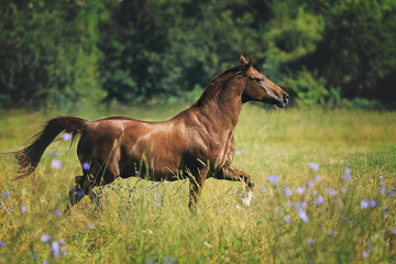 Pony im Trab auf Wiese