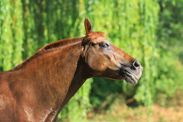 Kecker Blick von Pony (Fuchs)