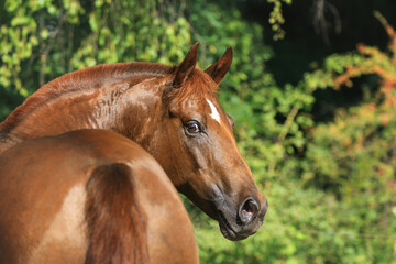 Pony schaut nach hinten