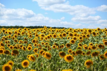 Obraz premium Sunlit summer sunflower field landscape 