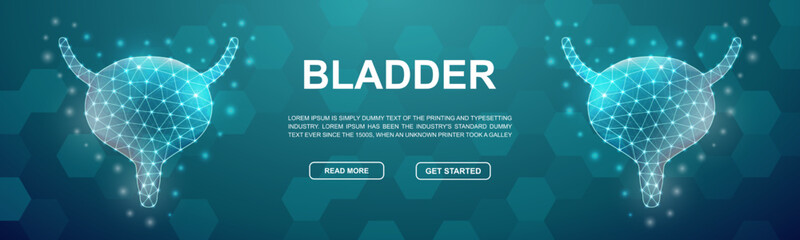 Bladder polygonal symbol for promotion banner. Horizontal low poly poster illustration. Organ anatomy design template illustration concept.
