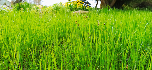 Wiosenny trawnik przed domem - obrazy, fototapety, plakaty
