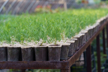 Spacious greenhouse with cypress and thuja designed for decor and cultivated for sale. Large nursery plant with young coniferous trees planted in long rows under protective cover on sunny day