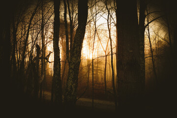 Creepy Spooky Halloween Walk In The Woods Autumn Fall Background