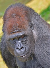 Silverback Gorilla