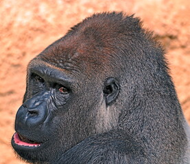 Obraz premium portrait of silverback gorilla