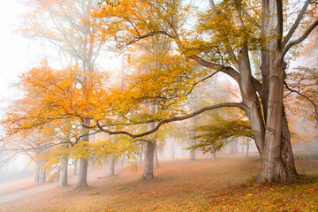 Autumn tree with colorful foliage in forest or park on foggy morning. Fall landscape background with yellow and orange trees in fog.