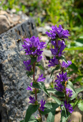 detailed closeup of a clustered Bellflower (Campanula glomerata)