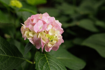 Hydrangea macrophylla, large-leaved pink hydrangea, close-up with dew drops