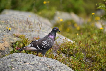 pigeon on the grass