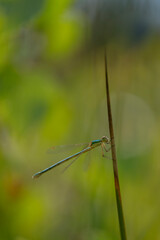 Agrion