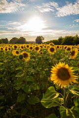 Naklejka premium sunflower field in the summer