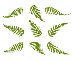 Set of fern frond. Vector flat illustration © Sviatlana