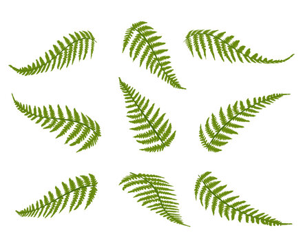 Set of fern frond. Vector flat illustration