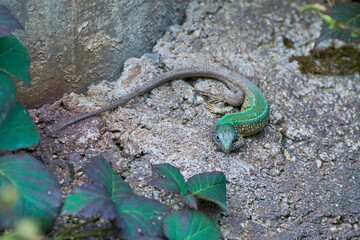  European green lizard (Lacerta viridis) sitting on the rock
