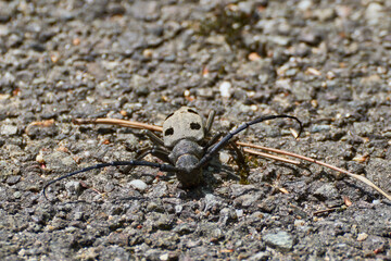 Morimus funereus on tarmac summer day