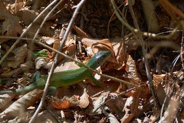 European green lizard (Lacerta viridis) sitting on brown leaves in the shadow