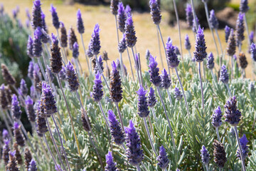 Cunha lavender field with purple flowers