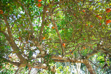 Tree full of pink lime