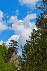 Fir tree growing on top of a rock like a bonsai with blue sky and clouds summer