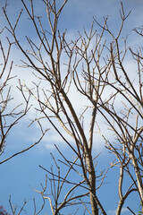 Dry branches and blue sky