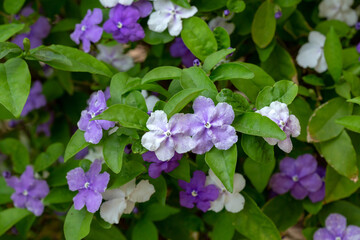Brunfelsia pauciflora is also called yesterday-today-tomorrow, morning-noon and night, kiss me quickly and Brazilian rain tree. - obrazy, fototapety, plakaty