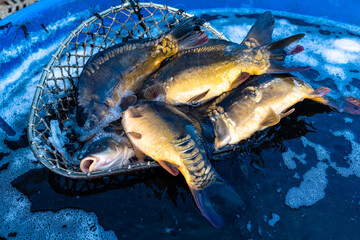 alive, animal, animals, bohemia, breathing, carp, carpio, carps, catch, celebrate, christmas, closeup, czech, czech republic, czechia, danger, european, farm, feast, fish, fishes, fishing, food, fresh
