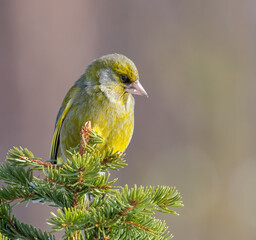European Greenfinch in Winter