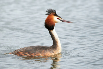 Great crested grebe bird in the water ( Podiceps cristatus )