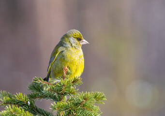 European Greenfinch in Winter
