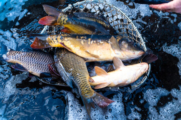 alive, animal, animals, bohemia, breathing, carp, carpio, carps, catch, celebrate, christmas, closeup, czech, czech republic, czechia, danger, european, farm, feast, fish, fishes, fishing, food, fresh