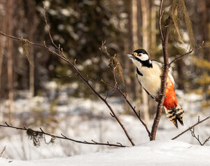Great Spotted Woodpecker