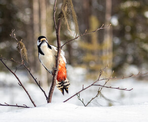 Great Spotted Woodpecker