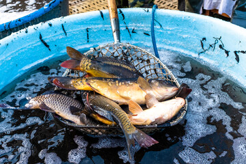 alive, animal, animals, bohemia, breathing, carp, carpio, carps, catch, celebrate, christmas, closeup, czech, czech republic, czechia, danger, european, farm, feast, fish, fishes, fishing, food, fresh