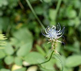 detailed close up of a Round Headed Rrampion (Phyteuma orbiculare) also known as the pride of Sussex