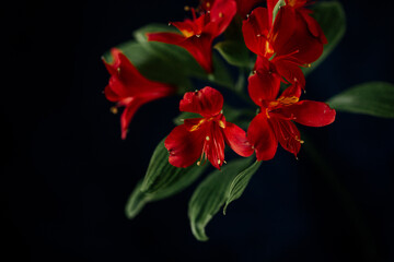 Fototapeta na wymiar Red alstroemeria flower close-up on a dark blue background